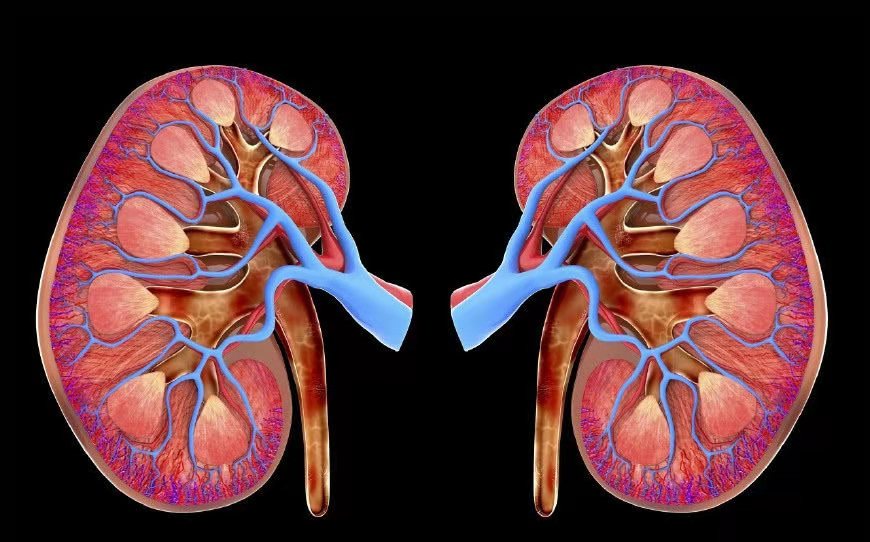 喝水越多越伤肾怎么喝水最健康,喝水越多对肾脏的损害就越大