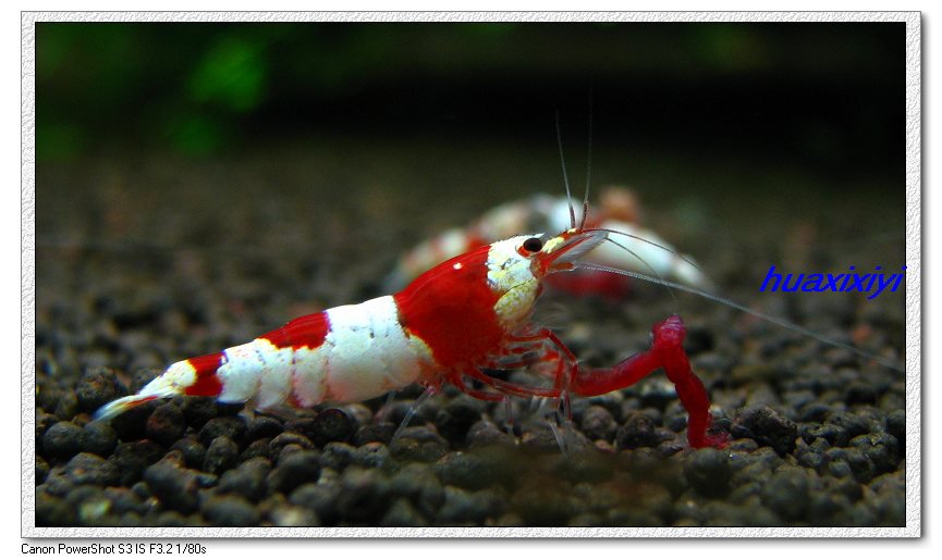 水晶虾产卵用单独饲养吗,水晶虾饲养视频教程