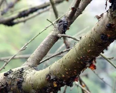 果树流胶病对人体有什么危害,果树得了流胶病用火烧管用吗