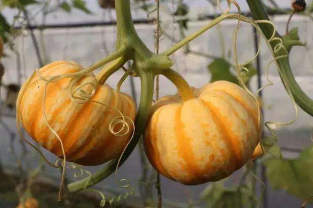 南瓜疯长不结果怎么办,南瓜生长过旺不开花结果怎么办