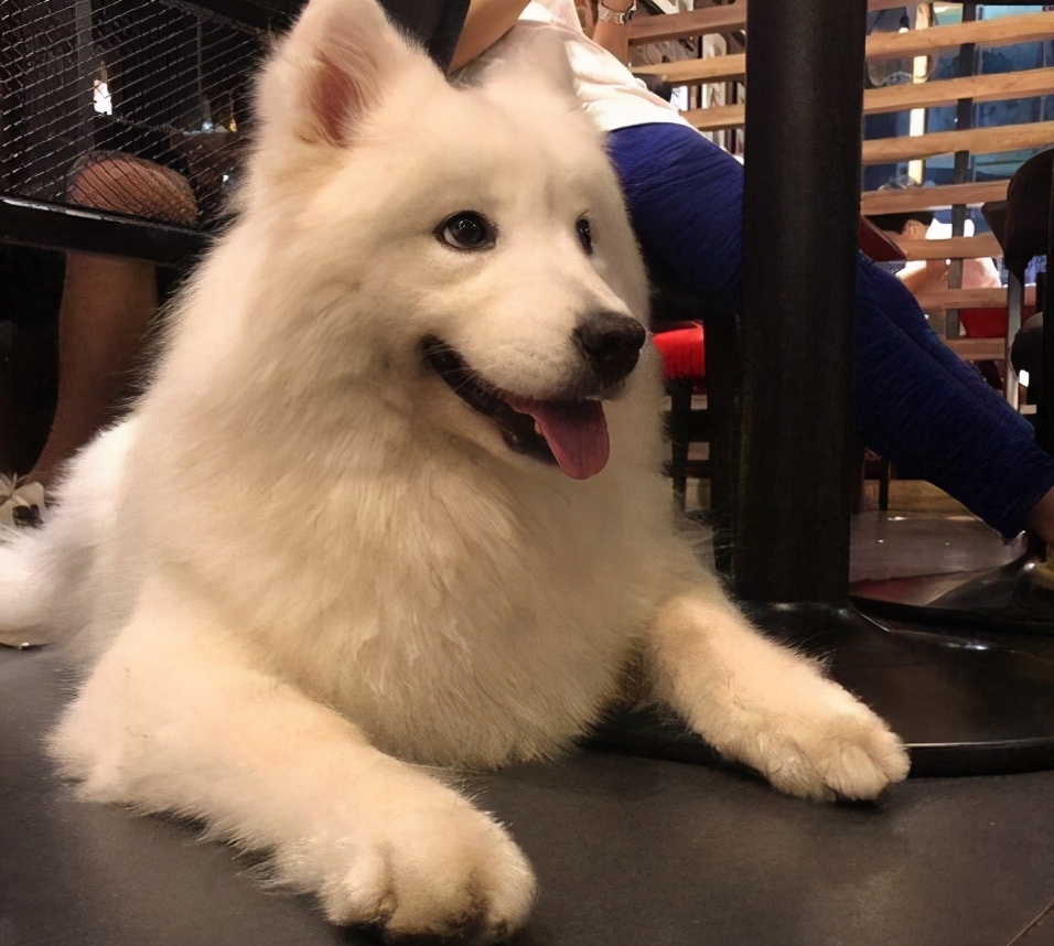 萨摩耶有腥臭味怎么回事,怎么去除萨摩耶身上的味道