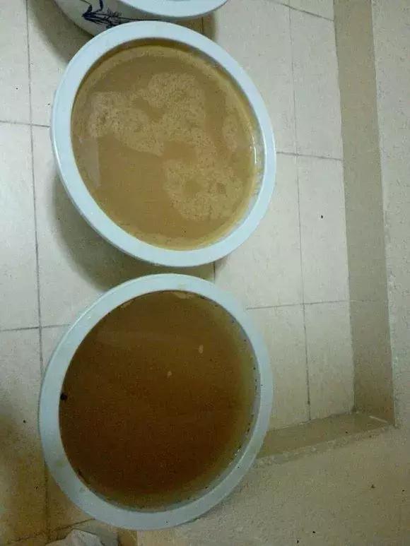 君子兰爱喝醋更爱喝酒,君子兰爱喝过期牛奶吗