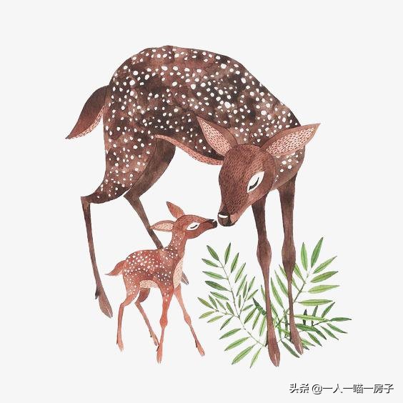 孕期日记:顺利通过无创DNA