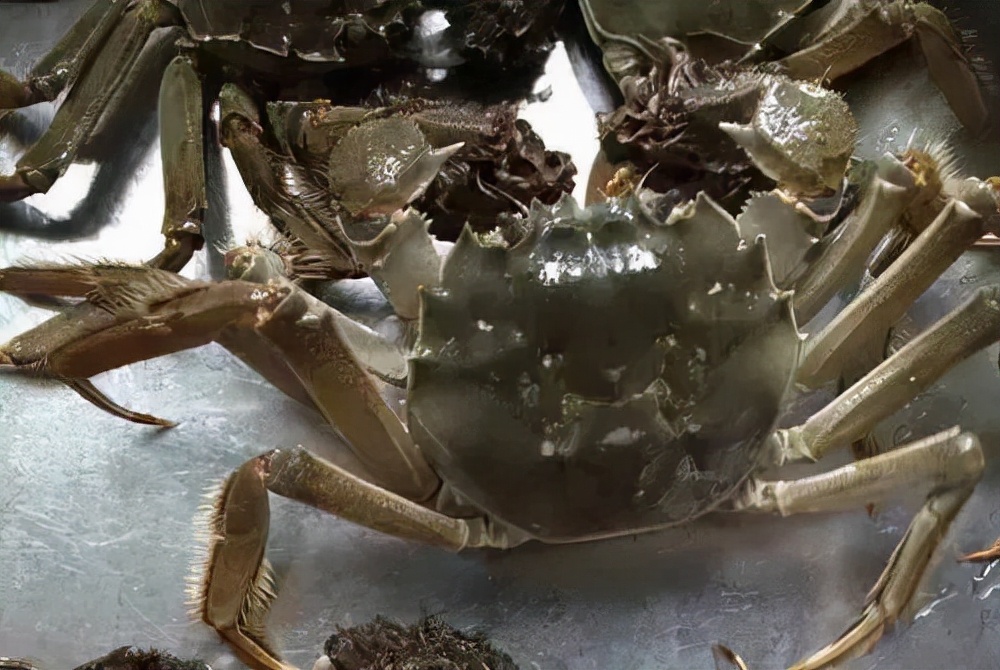 比利时大闸蟹泛滥怎么回事,来聊聊野生海鲜