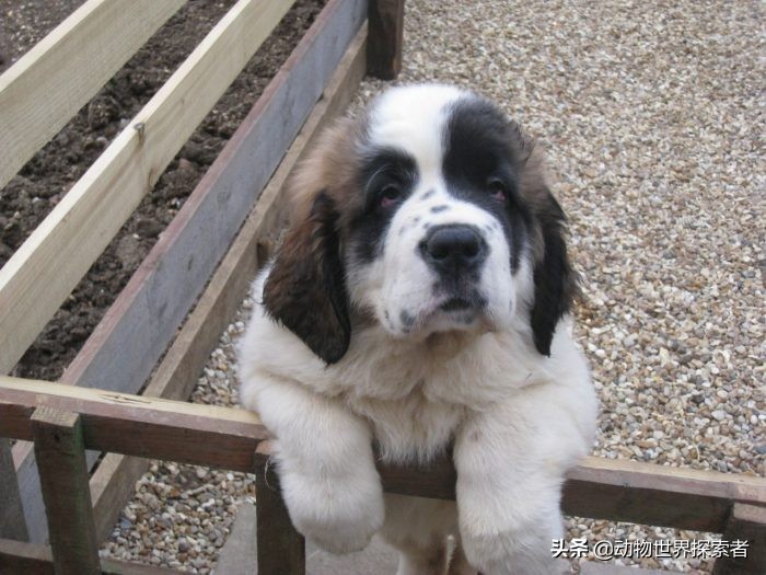 最可爱的四种狗狗宠物,什么狗最萌最可爱