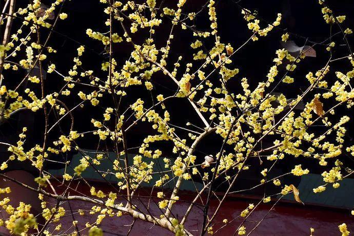 为什么有人说中国国花是牡丹,中国的国花为什么要选牡丹呢