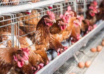 蛋鸡缺钙吃什么补钙,蛋鸡补钙能提升蛋壳质量和厚度么