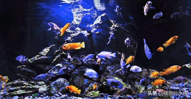 三湖慈鲷鱼怎么用小鱼缸来养好,三湖慈鲷激素鱼能养好么