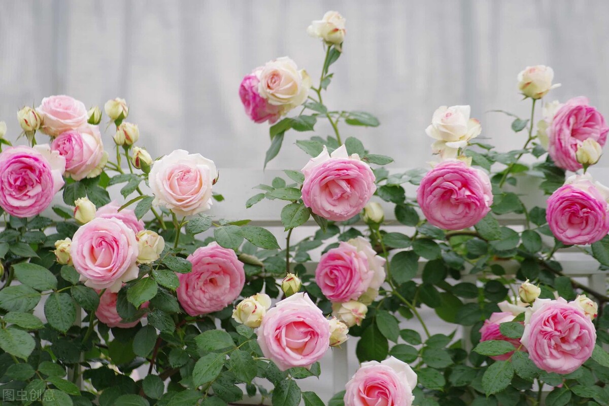 100种常见园林图鉴,列举20类不同的园林花卉