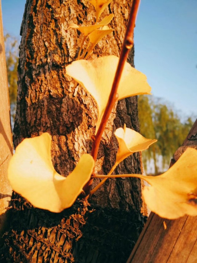 农村记忆散文,农村老水井散文