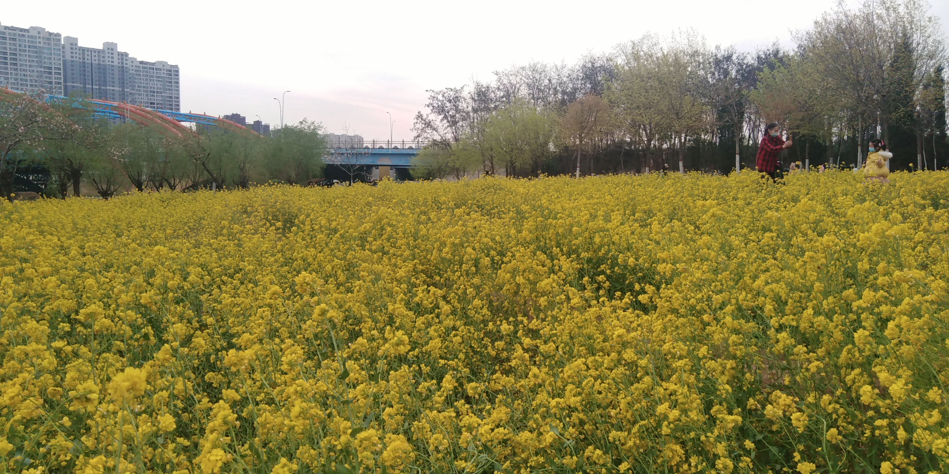 油菜花海邯郸北湖,邯郸春天适合去的公园