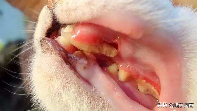 猫牙疼一定是口炎吗,牙疼不是病疼起来真的要人的命