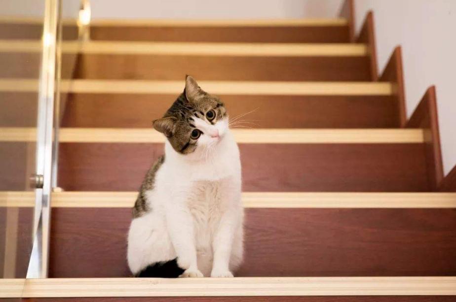 家里猫咪发情了？你知道该如何给它挑选好的配偶吗？