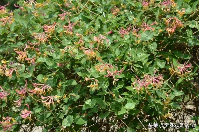 这十种爬藤花一开就是三年,3种极品爬藤花30天爬满庭院农村