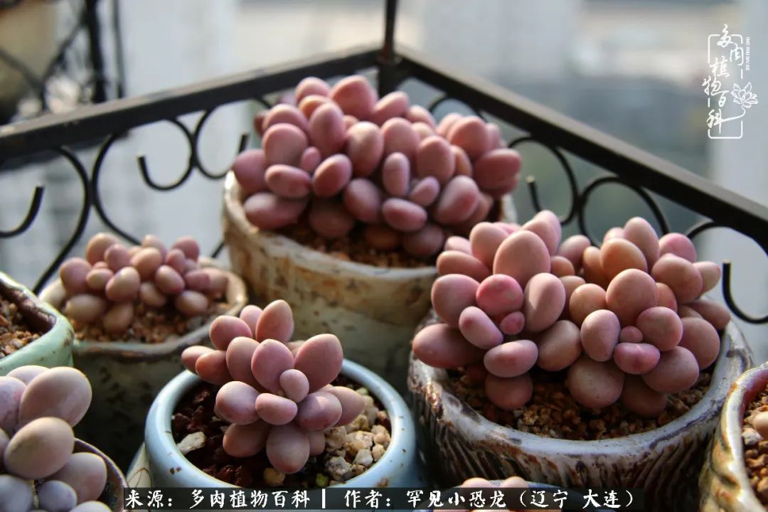 颗粒土除了种多肉还可以种什么,想养动物该怎么养