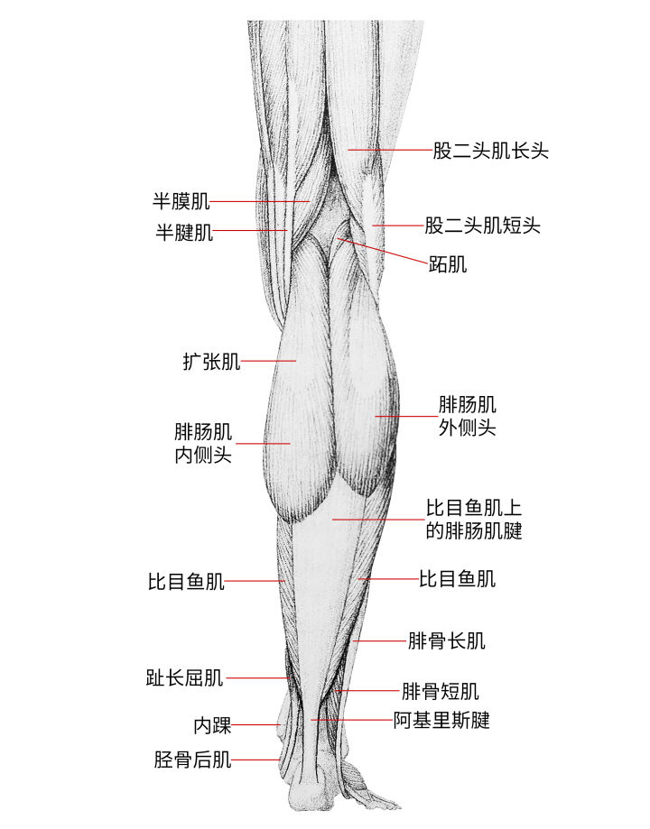 画人体结构怎么练习最有效,零基础学画人体结构