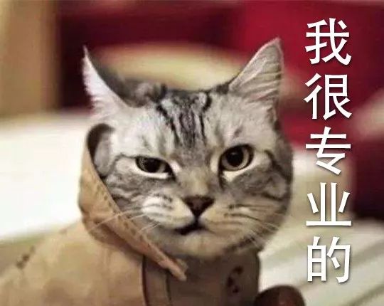 怎么从零开始做猫舍,如何成为一家正规猫舍