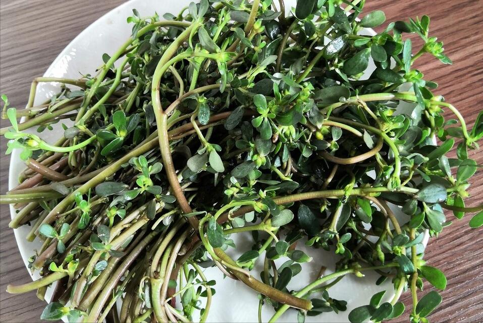 马齿苋不焯水凉拌方法,焯马齿苋放什么不酸