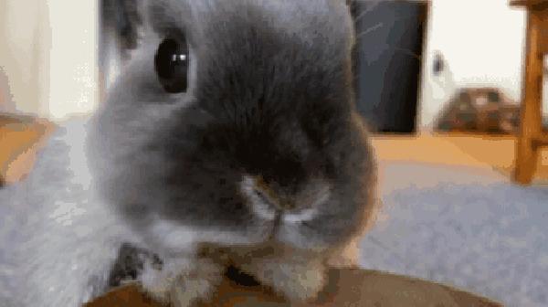 看似人畜无害的小兔子，如何占领澳大利亚的？