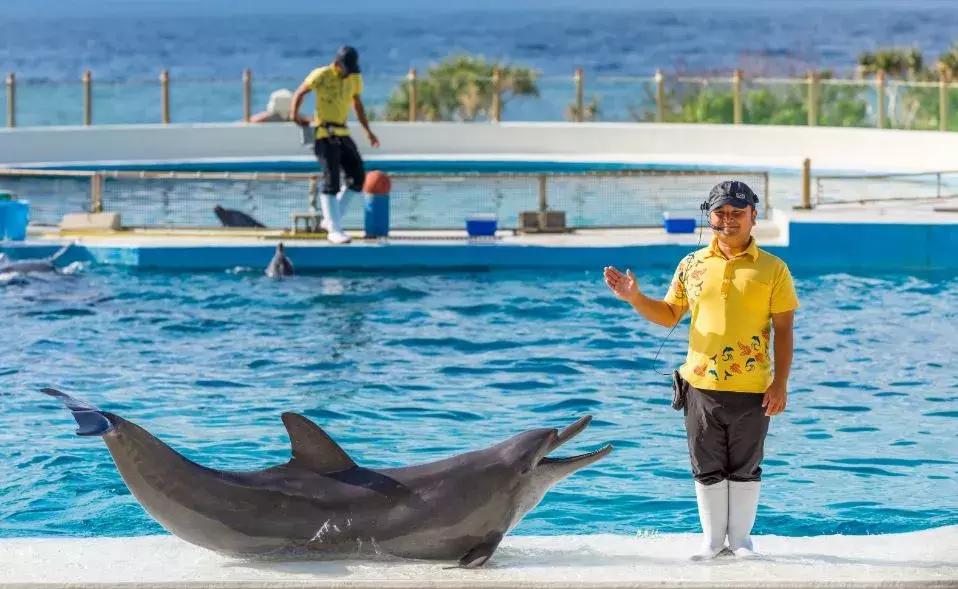 为什么到冲绳的机票这么贵呢,直飞冲绳特价航班