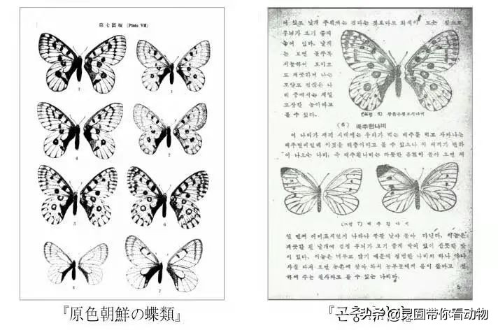 金日成爱吃的它,居然已经在国内绝迹?