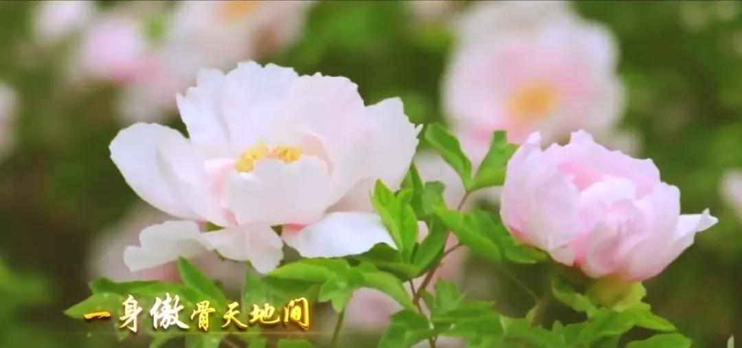 古县千年牡丹,古县牡丹的视频