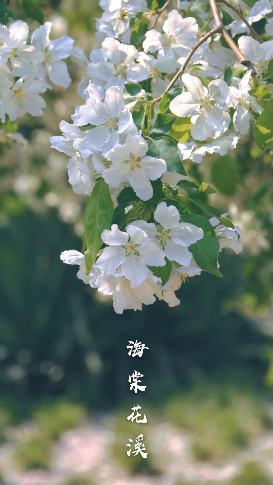 北京人少景美赏秋的公园,北京赏秋中山公园