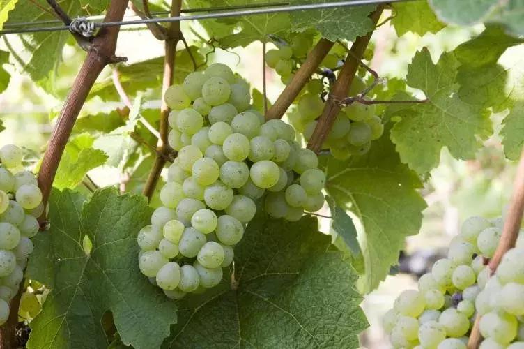 琼玉葡萄品种介绍,葡萄的稀奇品种