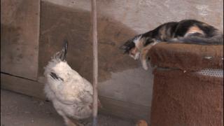 吸猫最高境界图片,吸猫最高境界完整视频