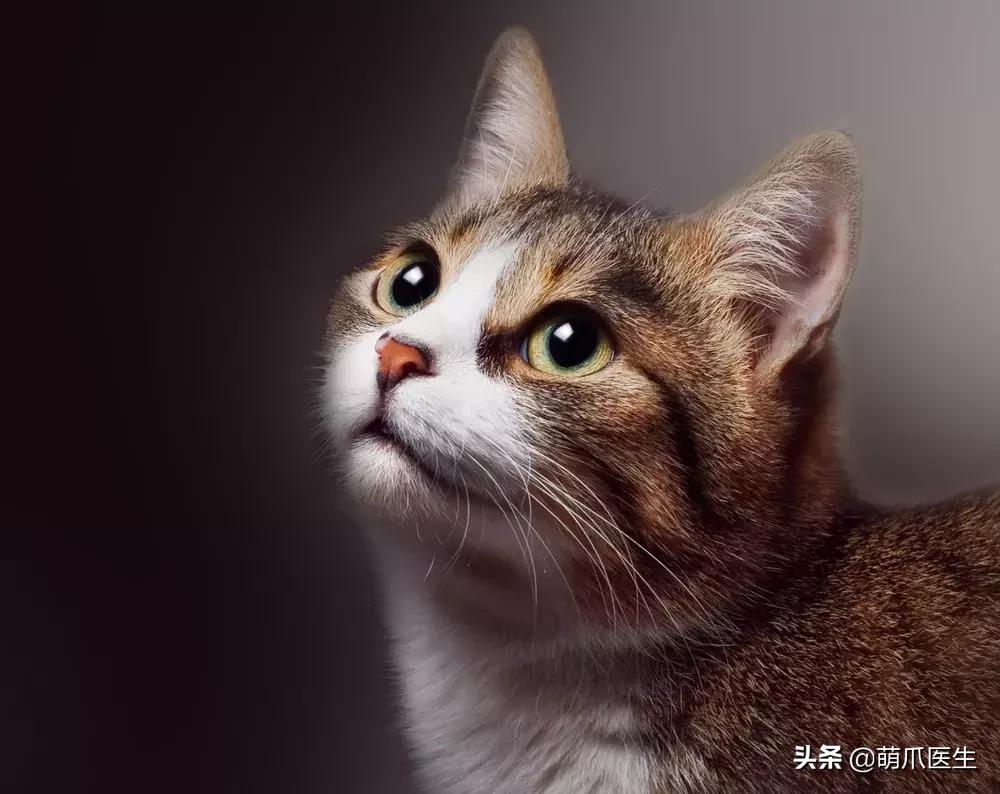 领养一只猫真的很难吗,领养很难