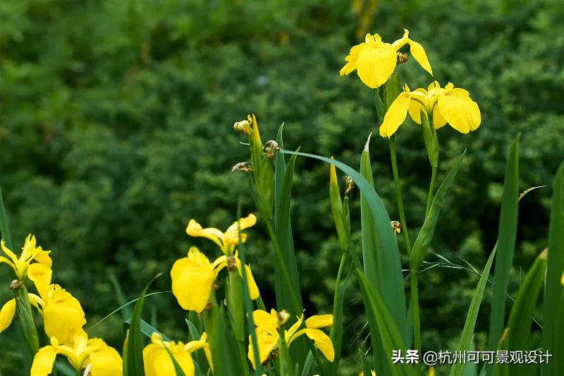 庭院长方形水池水景流水造景,庭院花池种植设计效果图
