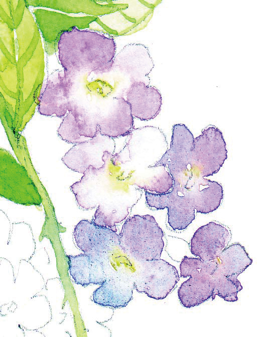 清爽又干净的水彩花卉手绘,学习水彩花卉画法步骤