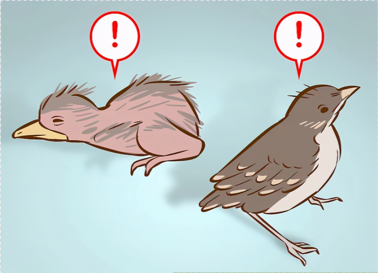 幼鸟从树上掉下来母鸟能救上去吗,幼鸟从树上的鸟巢中掉下来