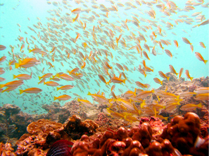 皮皮岛本岛怎么玩,pp岛有什么好玩的