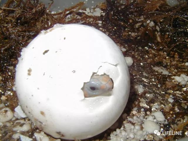 红腿陆龟怎么养活,新手养红腿陆龟准备什么