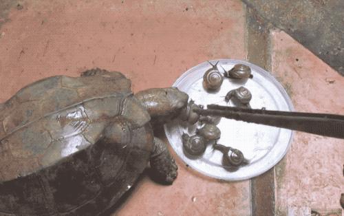 八角灵龟是不是保护动物,锯缘龟八角灵龟