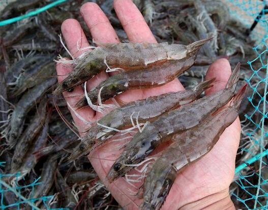 南美白对虾工厂化养殖技术介绍,纯淡水养殖南美白对虾的技术