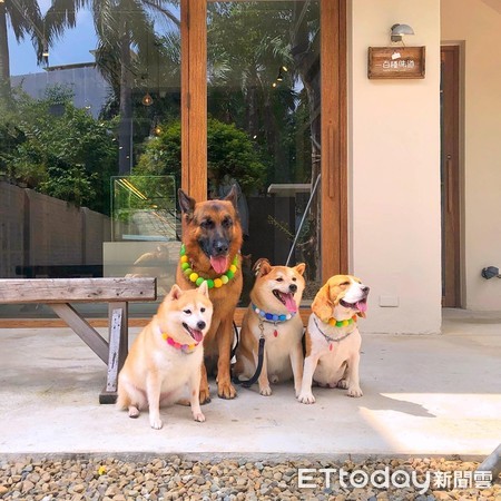 柴被念完突消失！　爸找半天发现它塞鱼缸自关禁闭笑翻