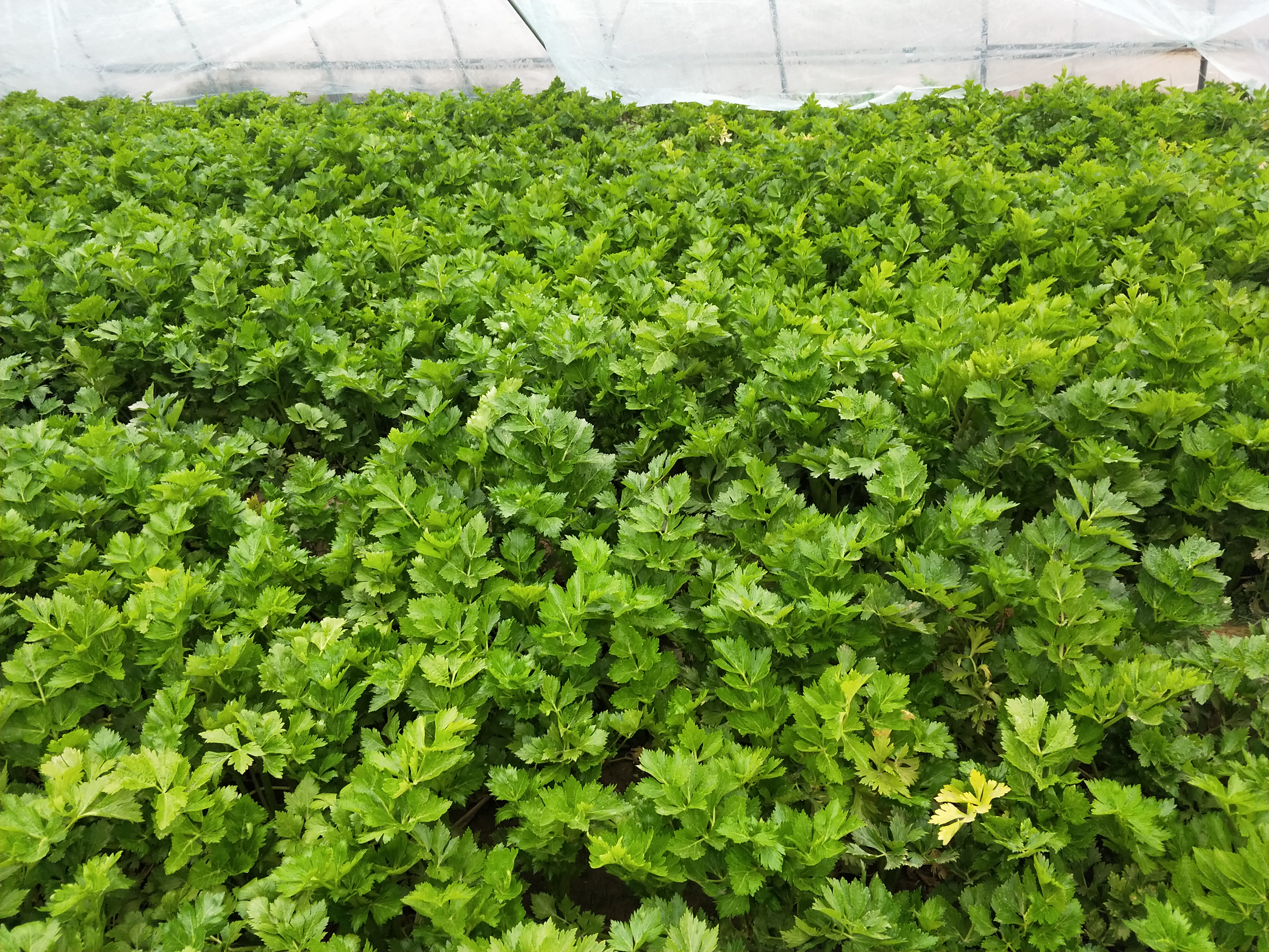 芹菜种植方法与技巧,芹菜种植的正确方法