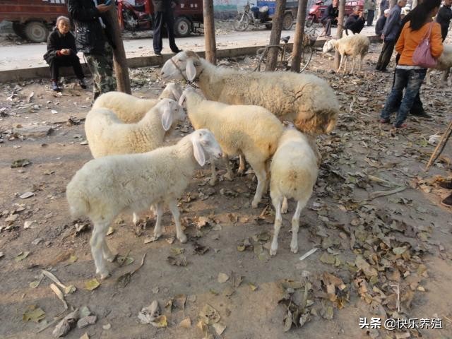 养小尾寒羊攻略,2022养小尾寒羊怎么样