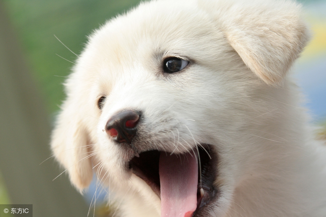 精心照料8天终于捡回狗命,40天狗细小救活几率