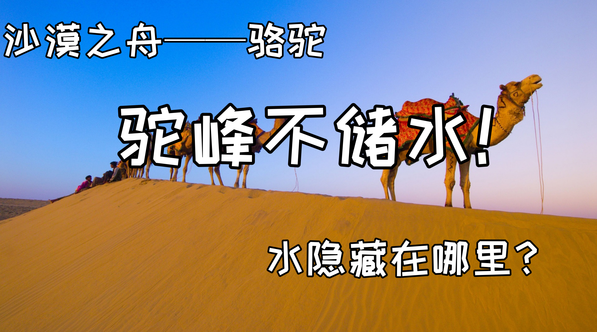 被誉为“沙漠之舟”的骆驼,仙人掌、断肠草都是它的食物