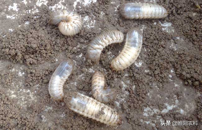 马铃薯地下害虫防治用什么药最好,防治花生地下害虫特效药