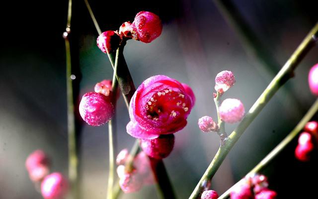 梅花怎样养护大全高清图片,梅花平时怎么养