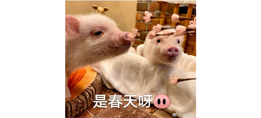 滴滴“自杀式”创业“花小猪”？跟几位司机聊天后我知道这些内幕