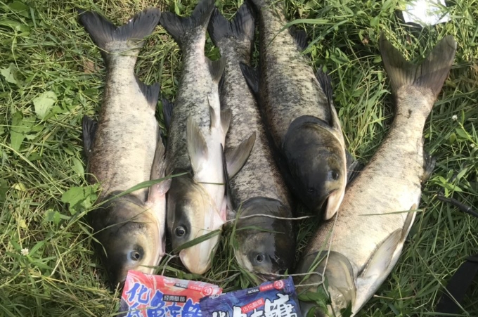 鲢鳙最开始怎么钓的,鲢鳙刚开始怎么钓