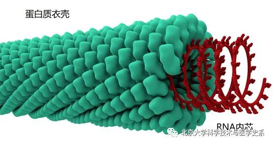 世界第一例病毒是什么,第一个病毒是怎么诞生的