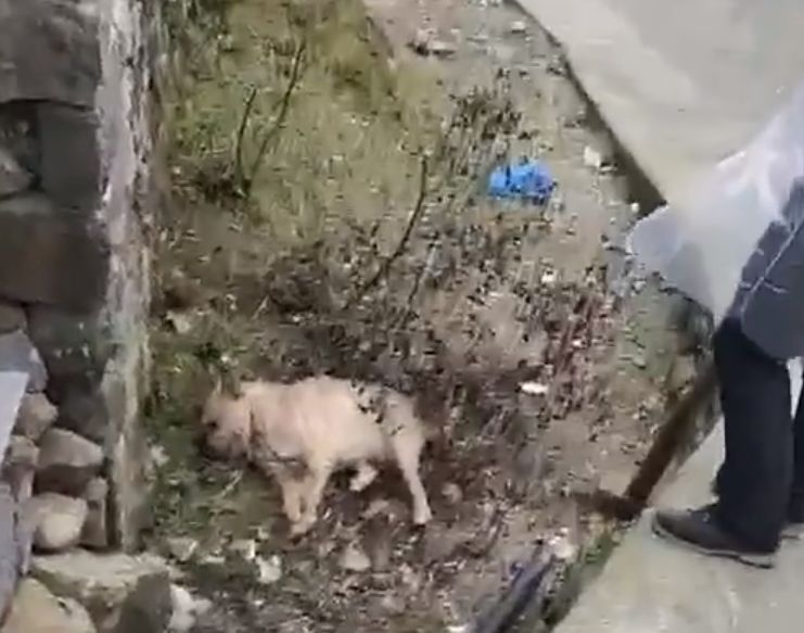 多地还是开始杀狗，时代的一粒灰落在狗身上，不止一座山