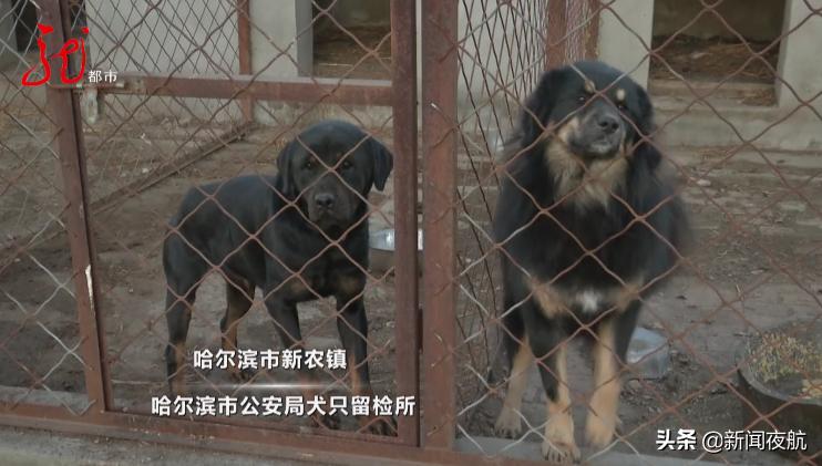 哈尔滨有关狗的政策条例,哈尔滨哪些狗不能办狗证