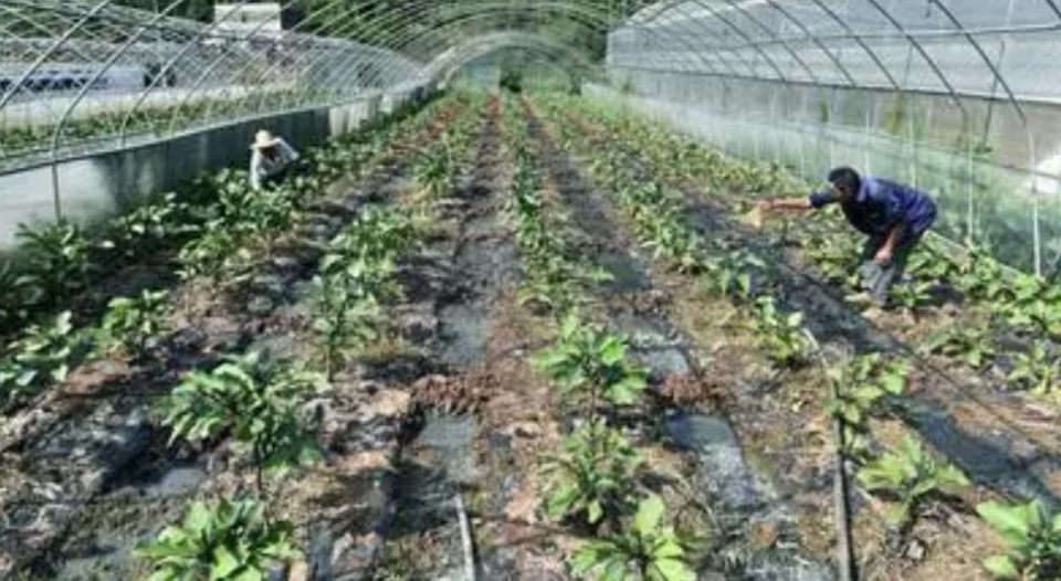 大棚蔬菜田间管理技术,冬季大棚种植什么蔬菜销路好